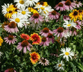 Perennial Flower Seed Mix - 200+ Coneflower, Daisy & Wildflower Seeds for Garden, Attracts Pollinators, Drought-Tolerant, Eco-Friendly