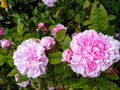 Bare Root Rose Plant - Jacques Cartier - 2 Years Old - Rosa 'Jacques Cartier' - Fragrant Pink Blooms