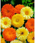 Calendula Seeds Mix - Pacific Beauty, Pot Marigold, Flowering Annual, Calendula officinalis