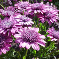 Double Purple 3D Cape Daisy Seeds - Osteospermum ecklonis - 50+ Seeds USA