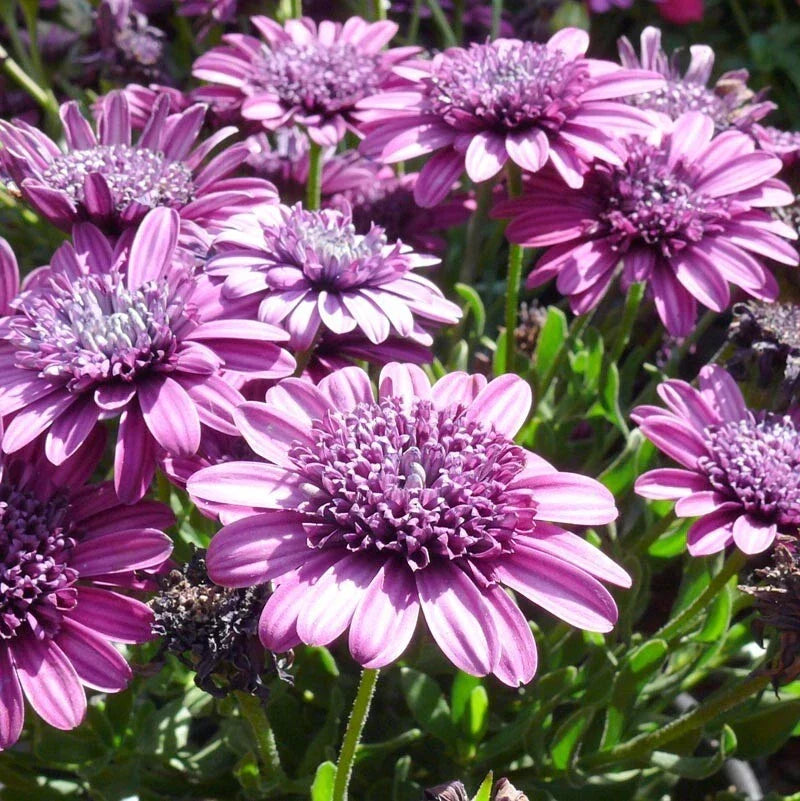 Double Purple 3D Cape Daisy Seeds - Osteospermum ecklonis - 50+ Seeds USA