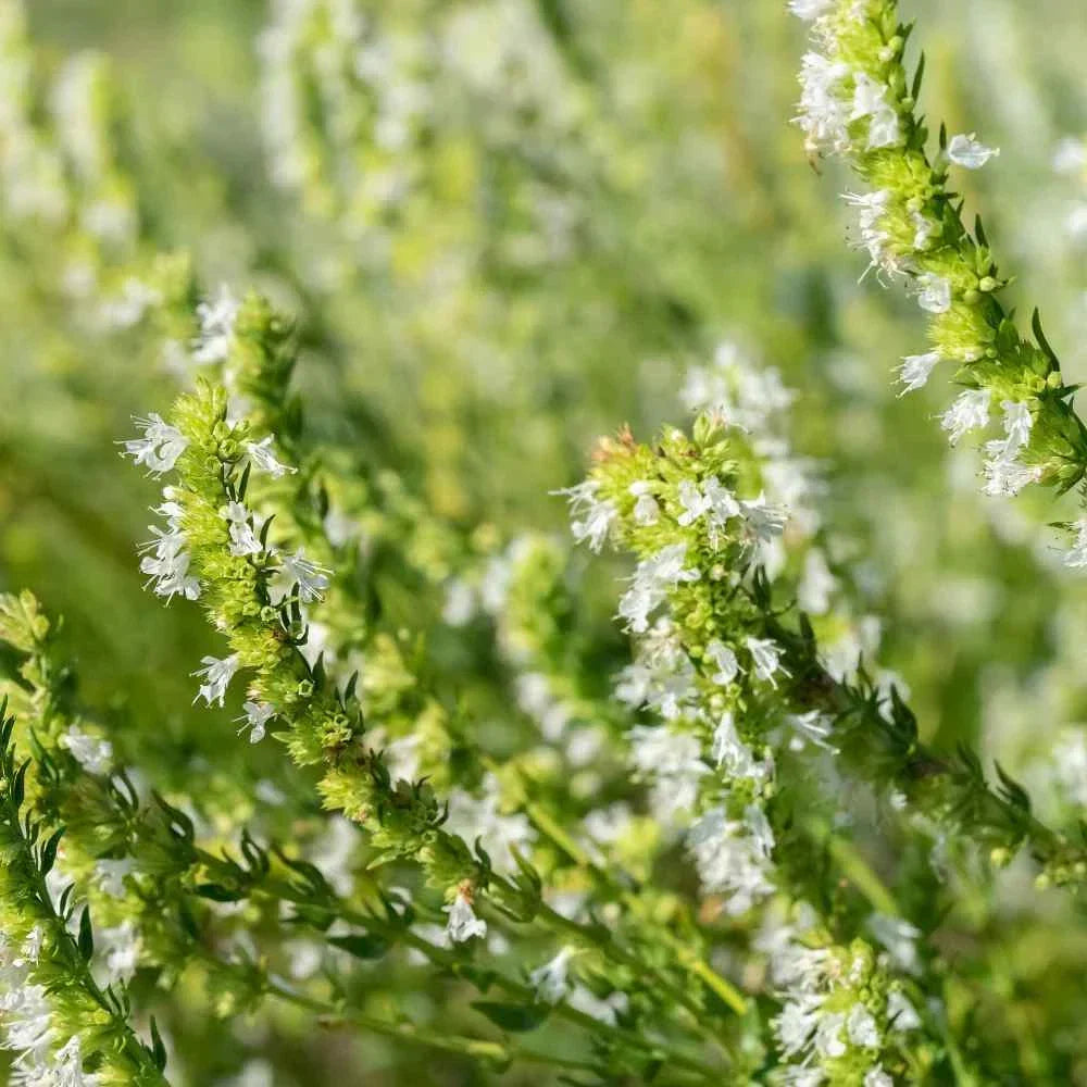 Hyssop Seeds 100 Count - White Perennial Herb - Hyssopus officinalis - Non-Californian Shipping