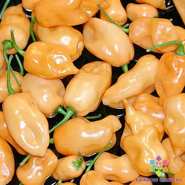 Habanero Peach Hot Pepper Seeds - 25+ Non-GMO Capsicum chinense - USA Grown