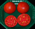 Celebrity Hybrid Tomato Seeds - Bulk 50 Pack - Compact, High-Yield Solanum lycopersicum
