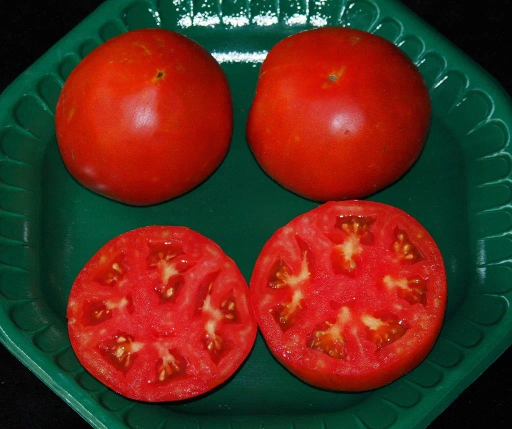 Celebrity Hybrid Tomato Seeds - Bulk 50 Pack - Compact, High-Yield Solanum lycopersicum
