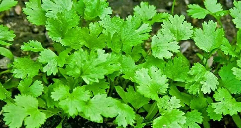 Cilantro Coriander Seeds Pack 100+ | Culinary Herb for Cooking & Gardening | Coriandrum sativum