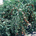 Goji Berry Cuttings - 100 Fresh Cuttings - Vigorous Variety - Lycium barbarum - Bulk Wholesale
