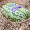 Carolina Cross Watermelon Seeds – Heirloom Non-GMO Citrullus lanatus for Large, Sweet Melons, 50 Seeds
