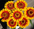 Sombrero Zinnia Seeds Pack - 100+ Zinnia elegans Seeds for Colorful Annual Flowers