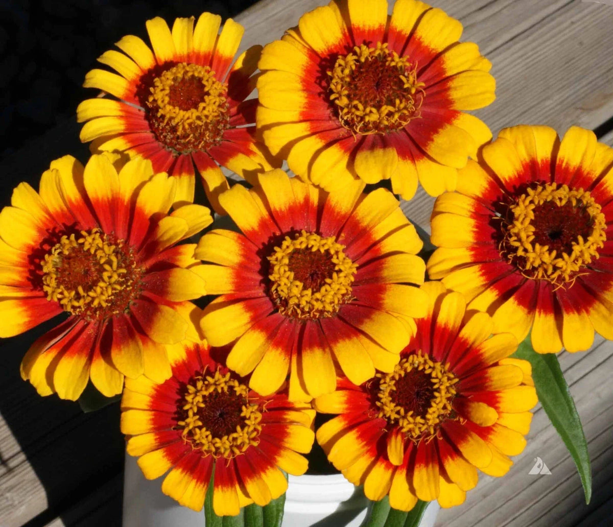 Sombrero Zinnia Seeds Pack - 100+ Zinnia elegans Seeds for Colorful Annual Flowers