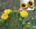 Xoconostle Cactus Plants - 10+ RARE Sour Prickly Pear Nopal - Opuntia matudae - Organic USA