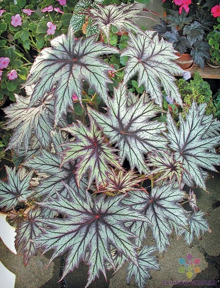 Connie Boswell Begonia Seeds - 25+ Pack for Garden Planting - Free Shipping - Begonia x tuberhybrida