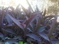 Live Purple Heart Plant Cuttings - 12 pcs Tradescantia pallida Vibrant Purple Foliage Indoor Outdoor Garden