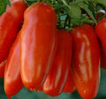 San Marzano Tomato Seeds - Heirloom Variety for Sauce & Salad - Solanum lycopersicum - 100+ Seeds