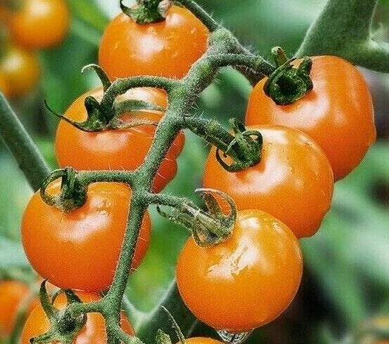 Orange Cherry Tomato Seeds - 50+ Non-GMO Solanum lycopersicum for Garden, Container, and Salad Growing