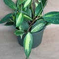 Hoya macrophylla 'Reverse Pot of Gold' - Rare Variegated 4" Live Houseplant - Easy Care Indoor Plant