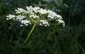 Anise Herb Seeds - Non-GMO Heirloom Pimpinella anisum - Licorice Flavor, Multiple Sizes Available