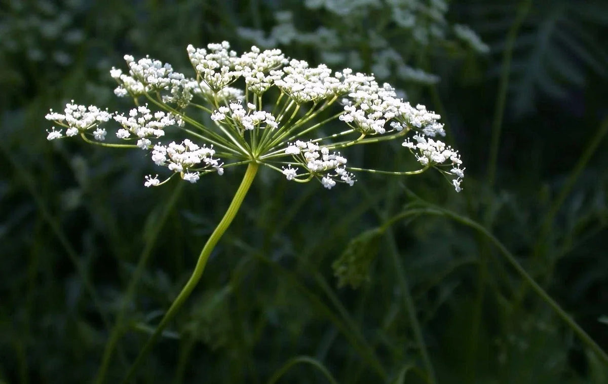Anise Herb Seeds - Non-GMO Heirloom Pimpinella anisum - Licorice Flavor, Multiple Sizes Available