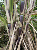 Sugar Cane Cuttings - 3 Large Organically Grown Cuttings - Sweet Variety - SW Florida