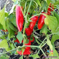 Chipotle Morita Hot Pepper Seeds - 25+ Premium Capsicum annuum Seeds for Garden Planting
