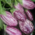 Eggplant Seeds 50+ Heirloom Pandora Striped Rose Non-GMO Vegetable Seeds Solanum melongena