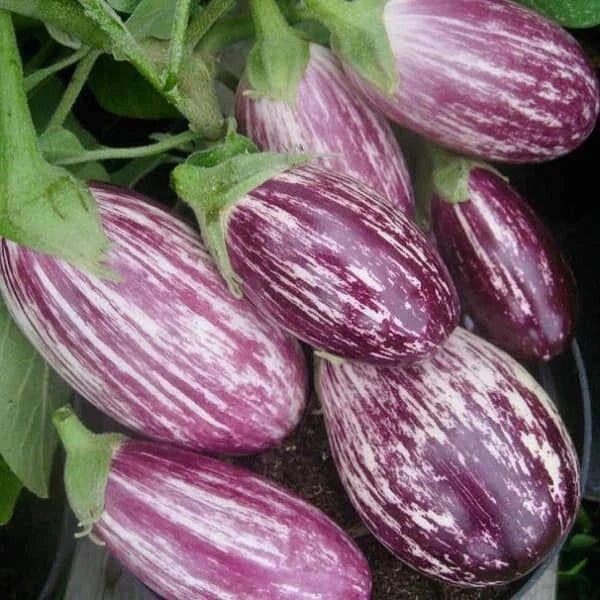 Eggplant Seeds 50+ Heirloom Pandora Striped Rose Non-GMO Vegetable Seeds Solanum melongena