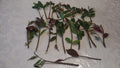 Cherry Laurel Cuttings 5-8" Fresh Unrooted Shrubs Hedges Prunus laurocerasus Organic