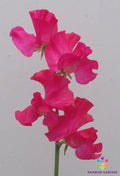 Sweet Pea Seeds - 50+ Pack - Judith Wilkinson Variety - Lathyrus odoratus - Ideal for Garden Planting - USA
