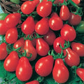 Red Pear Tomato Seeds – Heirloom Non-GMO, 10+ Fresh Seeds, Solanum lycopersicum, Pear-Shaped, Sweet, Vibrant Red