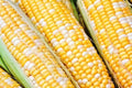 Sweet Corn Seed - Cappucino Variety - Fresh Seed - Zea mays