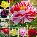 Peony Seeds - 15 Mixed Color Seeds for Bonsai, Containers & Outdoor Gardens - Paeonia spp.