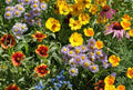 Wildflower Seed Mix - 100+ Seeds, 15 Colorful Native Species for Pollinators, Bees & Butterflies, Garden, Full Sun to Partial Shade