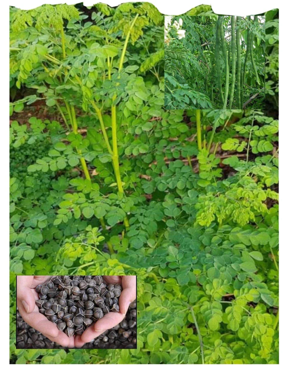 Organic Moringa Seeds - 100+ Count - Malunggay Variety - Moringa oleifera - USA Seller