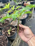 Mexican Sunflower Live Cuttings - Tithonia Diversifolia - 15 Cuttings for Gardens and Landscaping