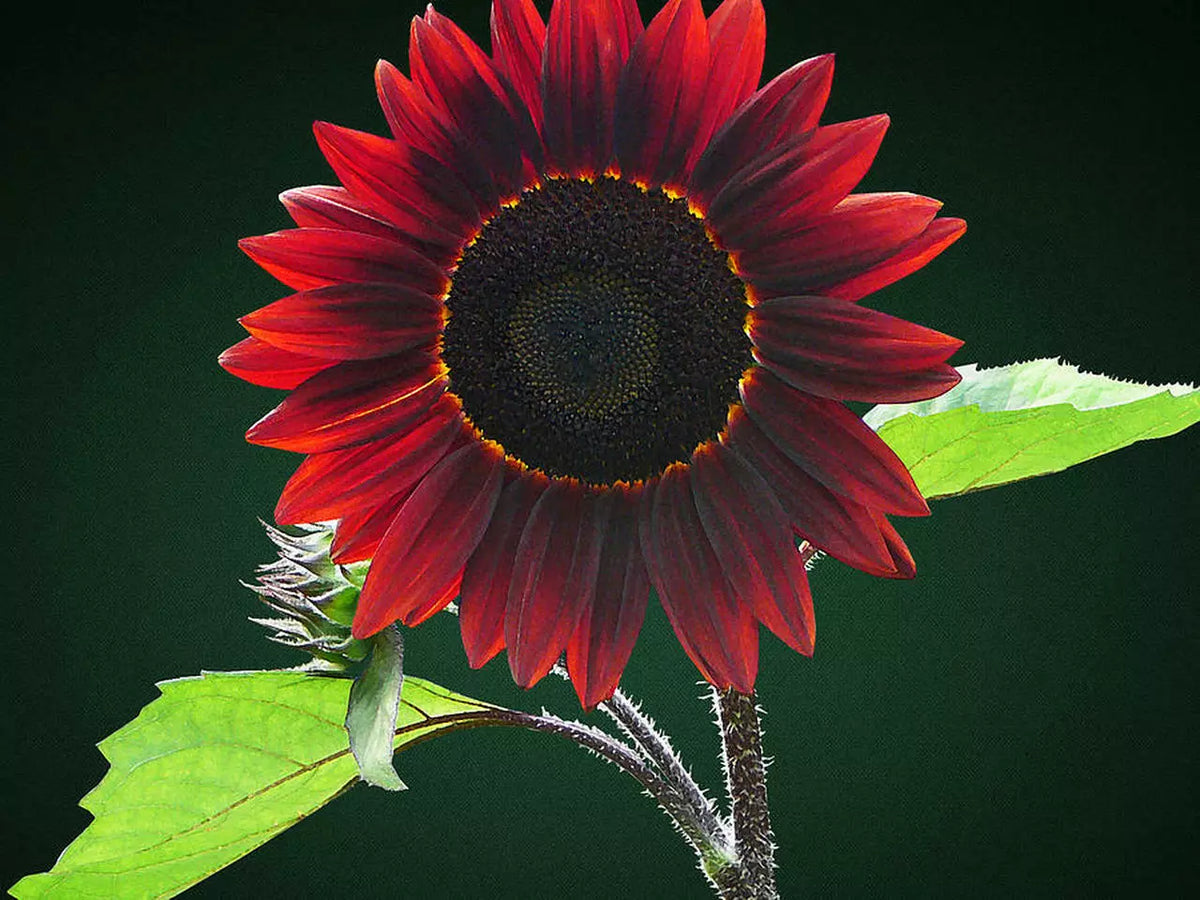 Chocolate Cherry Sunflower Seeds - 40 Pack, Helianthus annuus, Annual, Dark Red Blooms, USA Grown