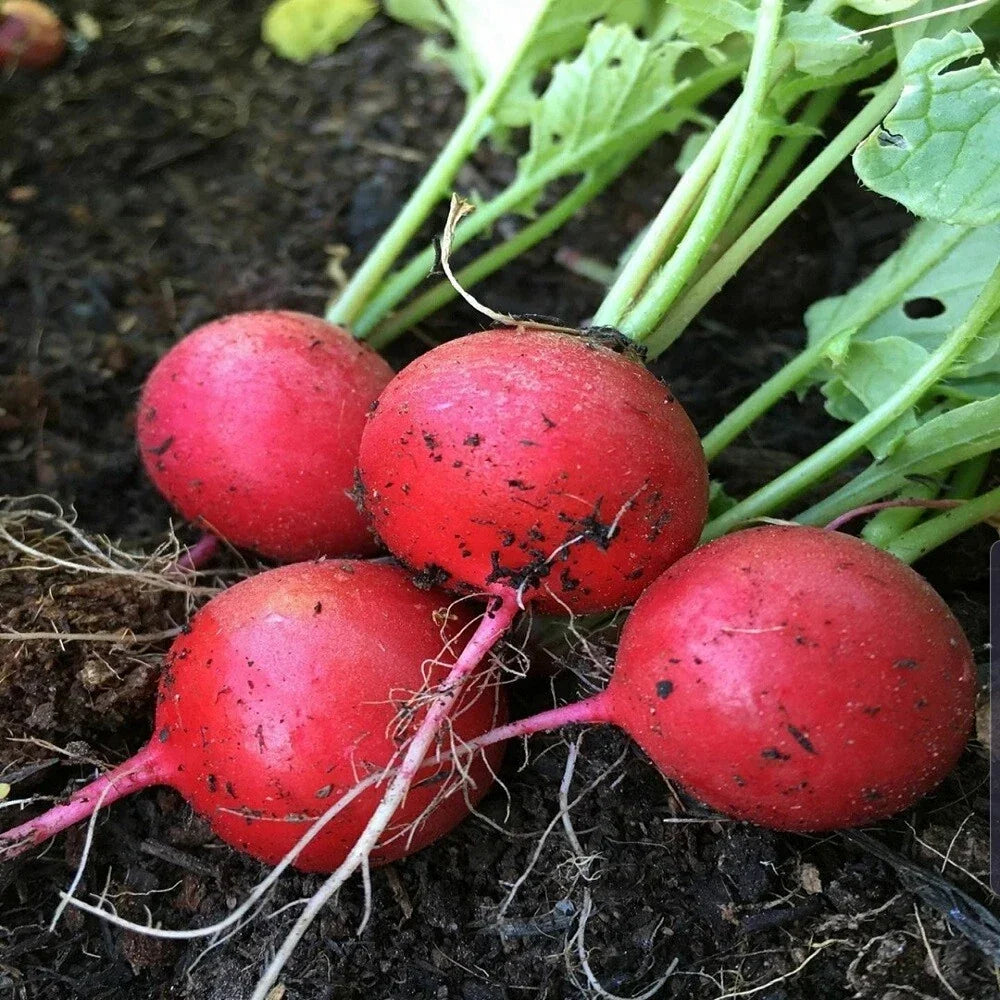 Early Scarlet Globe Radish Seeds 200 Ct - Heirloom Non-GMO Vegetable Garden Seeds Raphanus sativus