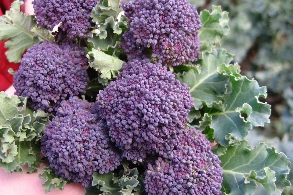 Purple Sprouting Broccoli Seeds - Non-GMO Heirloom Brassica oleracea, Vibrant Purple Florets, Seed Packets Available