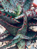 Rare Aloe 'Castilloniae' Potted Plant - Succulent Indoor Plant, Low Maintenance, Unique Aloe Variety, 6" Pot