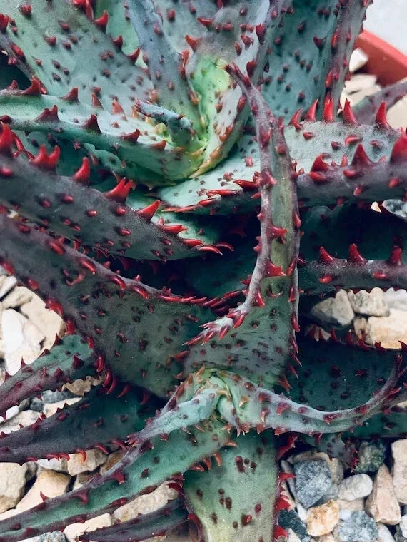 Rare Aloe 'Castilloniae' Potted Plant - Succulent Indoor Plant, Low Maintenance, Unique Aloe Variety, 6" Pot