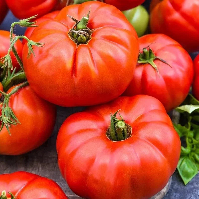 Jersey Tomato Seeds - Organic Beefsteak Heirloom Non-GMO Garden Seeds for Home Growing