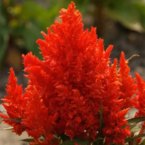 Celosia Seeds | Scarlet Plume | Vibrant Red Flowers | Non-GMO | Celosia argentea | 20-400 Seeds