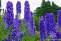 Delphinium Seeds - 200+ Count - Faust Variety - Ideal for Garden Planting - USA Grown