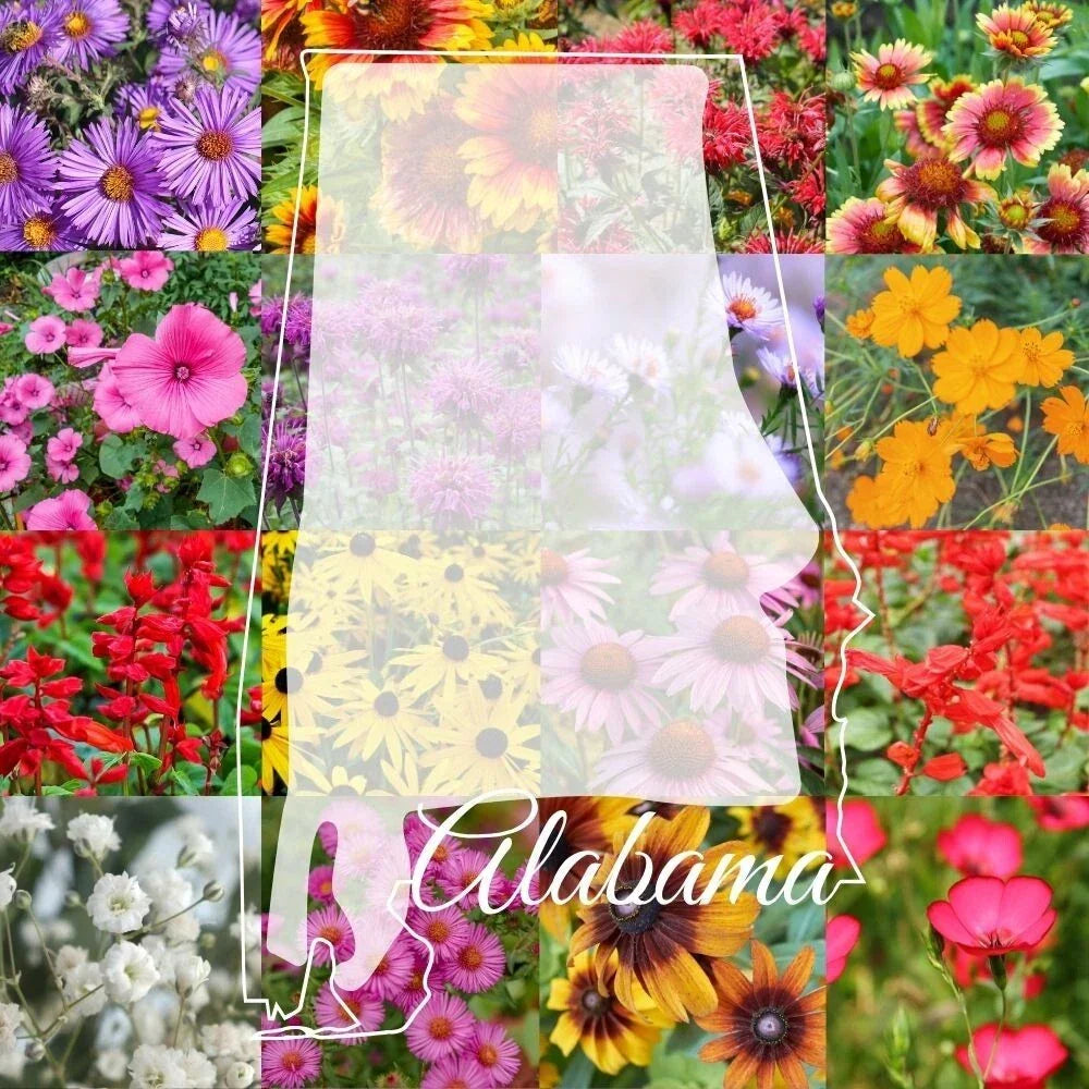Alabama Wildflower Seed Mix 1/4LB Bulk Native Wildflowers for Pollinators, Attracting Bees & Butterflies