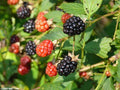 Sawtooth Tall Blackberry Plants – 10 Pack, Thorny, Hardy, Rubus fruticosus, Sweet Wild Berries, Zones 6-9