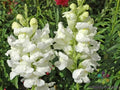 Rocket White Snapdragon Seeds - Antirrhinum majus, Garden Planting, White Flowers, Annual, 1000+ Seeds, USA Grown