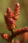 Bog Myrtle Shrub Seeds (15 Seeds) - Myrica Gale - Aromatic, Native Plant for Wetlands, Wildlife Habitat, and Garden Use