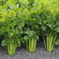 Tall Utah Celery Seeds - 100 Non-GMO Heirloom Vegetable Seeds for Home Gardening