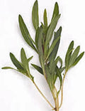 Summer Savory Herb Seeds - 500+ Non-GMO Heirloom Satureja hortensis for Culinary Gardens