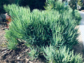Senecio Vitalis Blue Serpents Chalk Fingers Succulent Cuttings - 9X 6" Plant Sticks for Indoor Garden Decor
