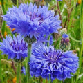Blue Cornflower Seeds - 200+ Centaurea Cyanus Flower Seeds for Borders & Cut Flowers - Easy to Grow, Vibrant Blue Blooms